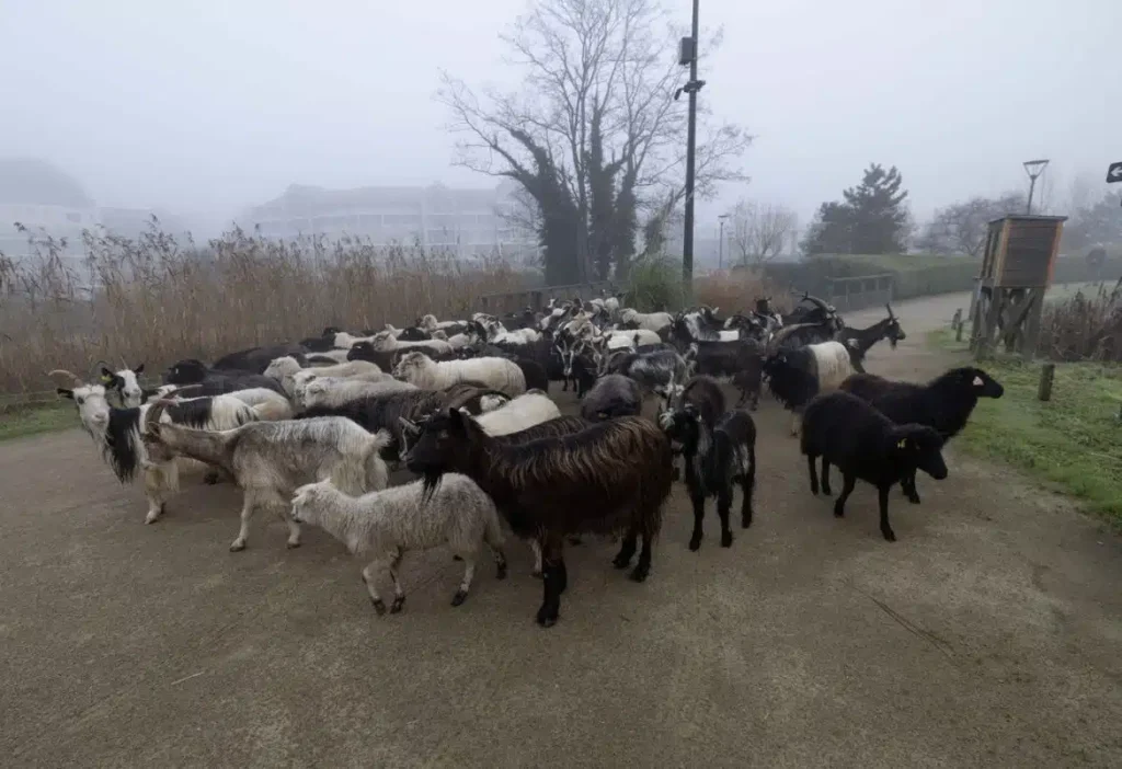 La transhumance se prépare à Pornic